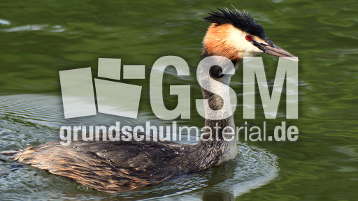 Haubentaucher (6).jpg